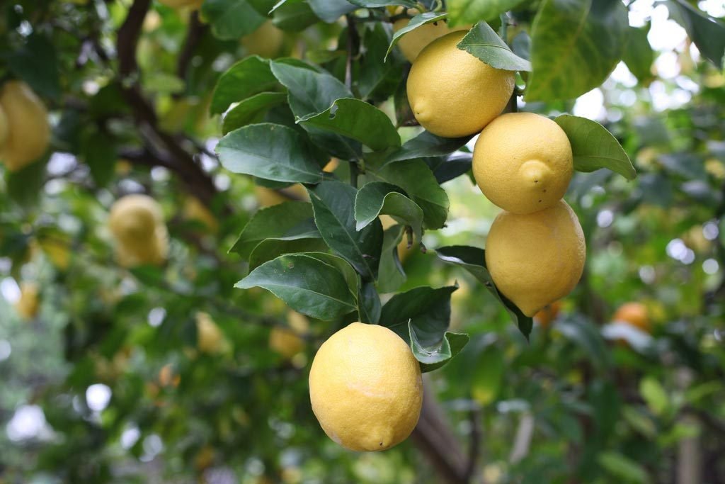 Lemons hanging in tree
